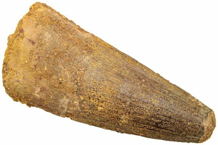 Fossil Spinosaurus Tooth - Real Dinosaur Tooth #214344
